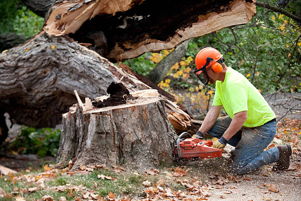 Professional  Tree Services in Tallmadge, OH